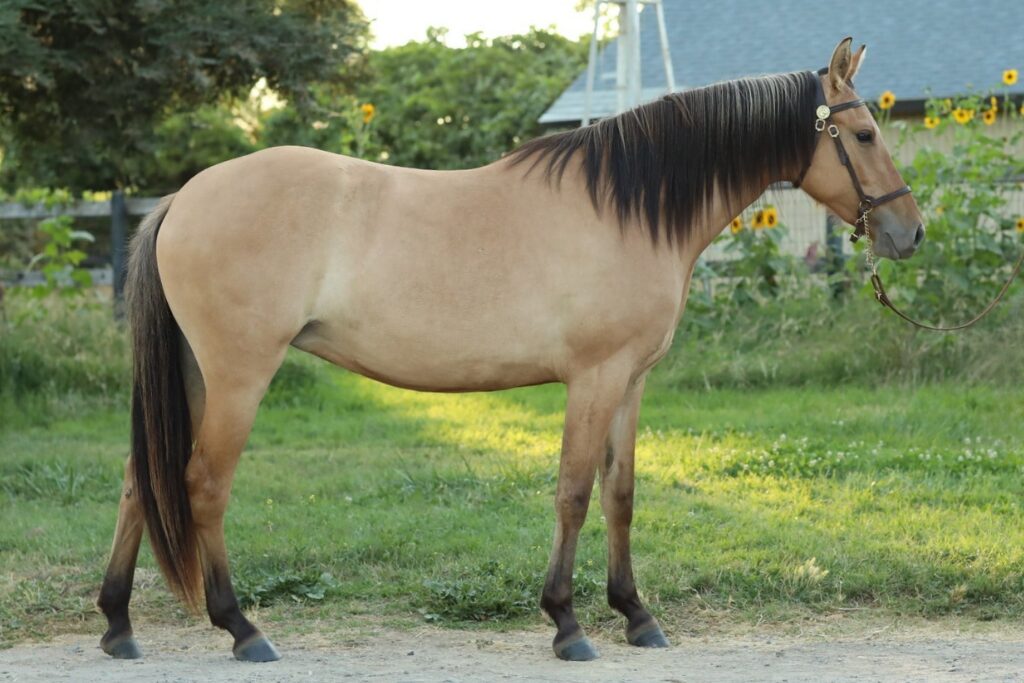 Dun Kiger Mustang in a leather halter standing square in front of a barnyard lawn with trees and sunflowers