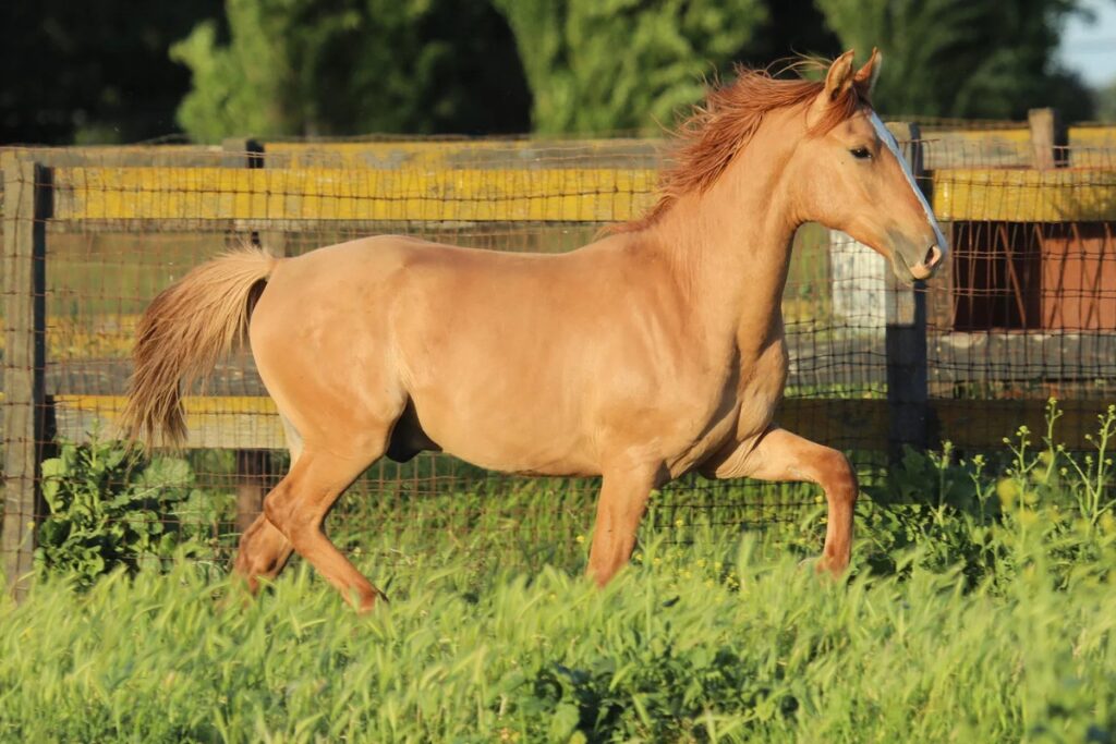 Red Dun Kiger Mustang trotting right in the tall grass along a pasture fence