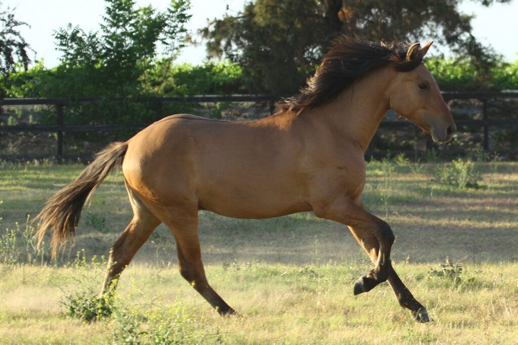 Dun Kiger Mustang galloping right in a grassy tree-lined pasture