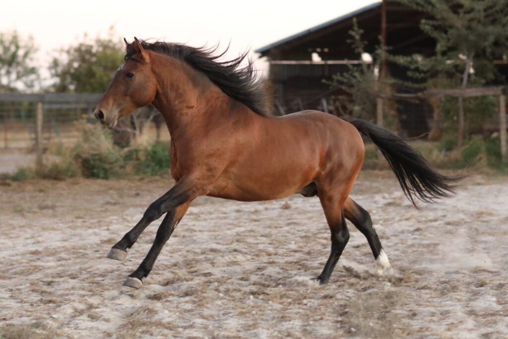 Bay Kiger Mustang galloping left in a sand arena with a haybarn behind