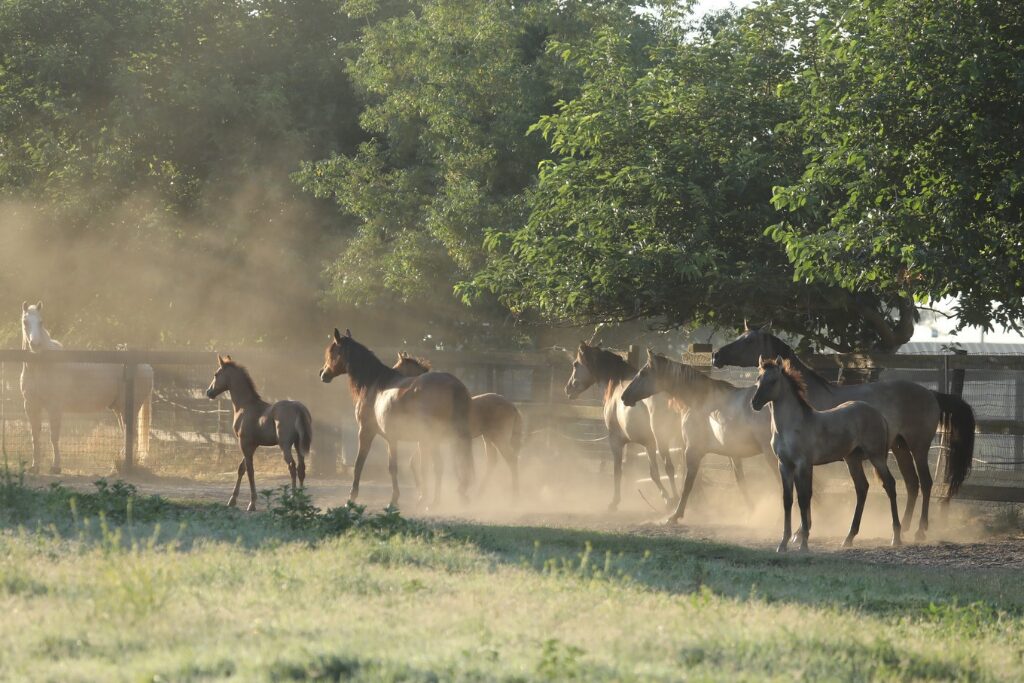 Multigenerational herd of Kiger Mustangs in a tree-lined grass pasture approaching a palomino on the other side of a fence