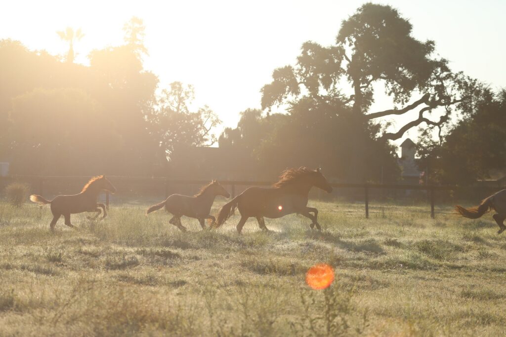 Pregnant Kigers and foals romping in a sunset pasture with trees and barns in the background