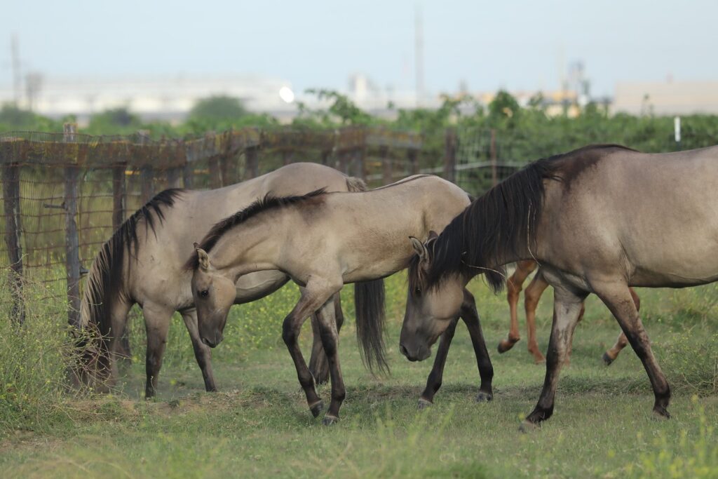 Grulla Kiger Mustangs walking toward a fence in a grass pasture