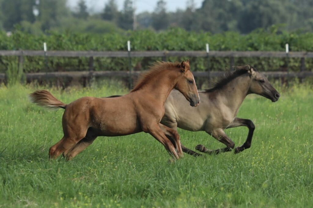 Young red dun and grulla Kiger Mustang racing across a grass pasture along a vineyard, grulla leading