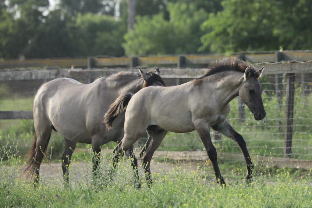 Adult and foal grulla Kiger Mustangs move along a grass pasture fenceline