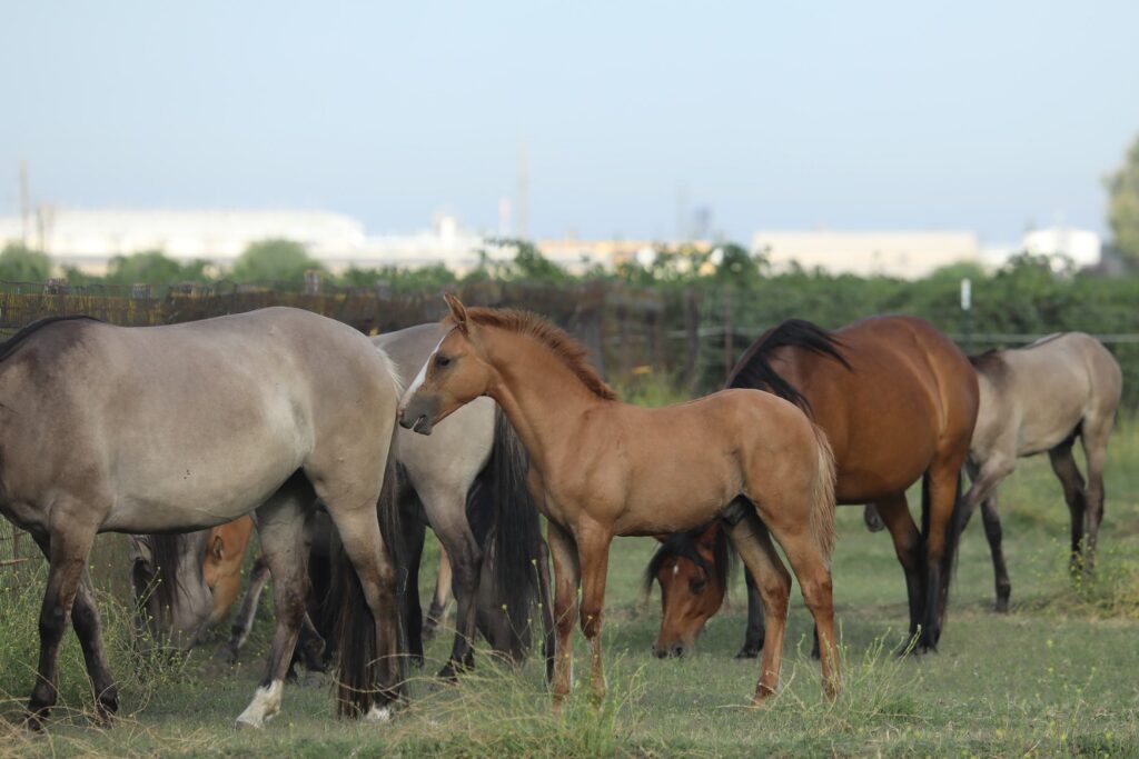 Red dun Kiger Mustang foal using baby talk to approach the rear of an older Kiger in a pasture herd
