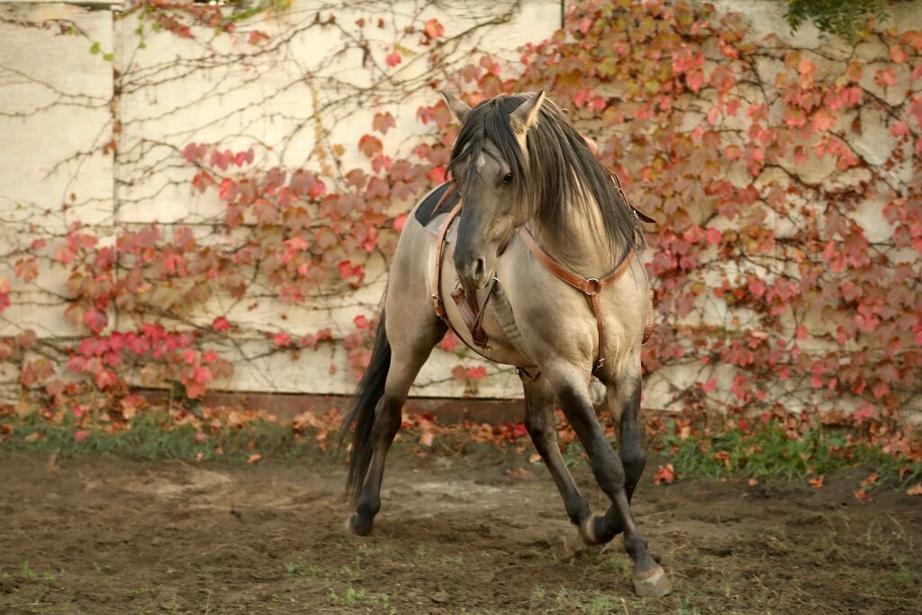 Grulla Kiger Mustang with western tack in sand arena near red-ivy covered white wall