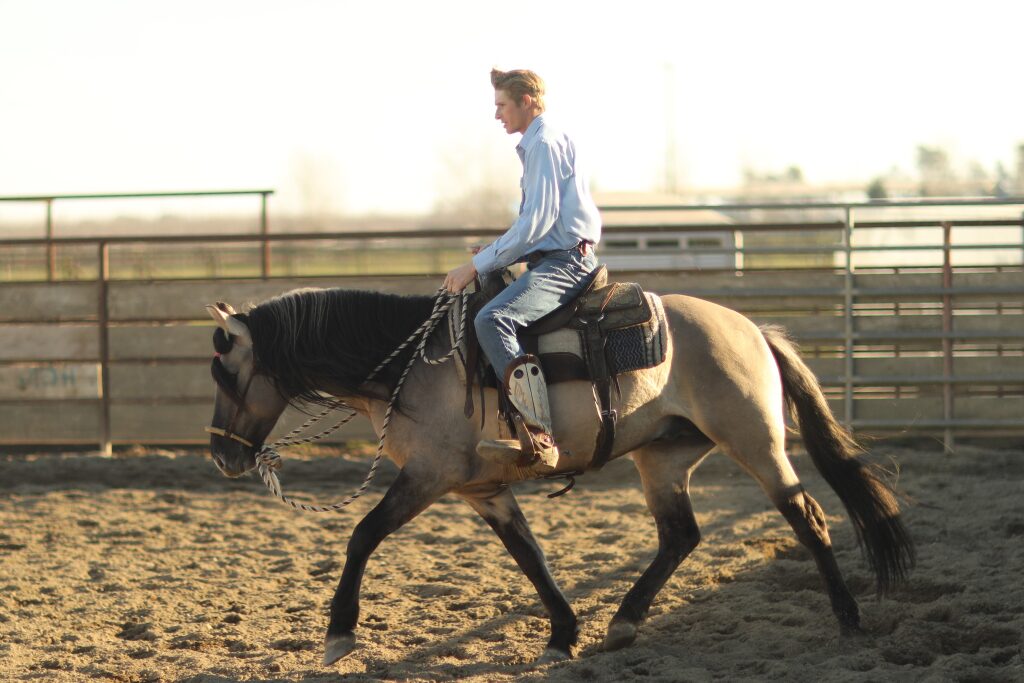 Cowboy wearing a pale blue shirt and jeans riding a grulla Kiger Mustang with hackamore and western saddle in a sand arena