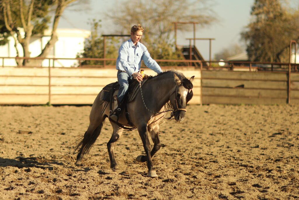 Cowboy wearing pale blue shirt and jeans riding a grulla Kiger Mustang with hackamore and western saddle in sand arena