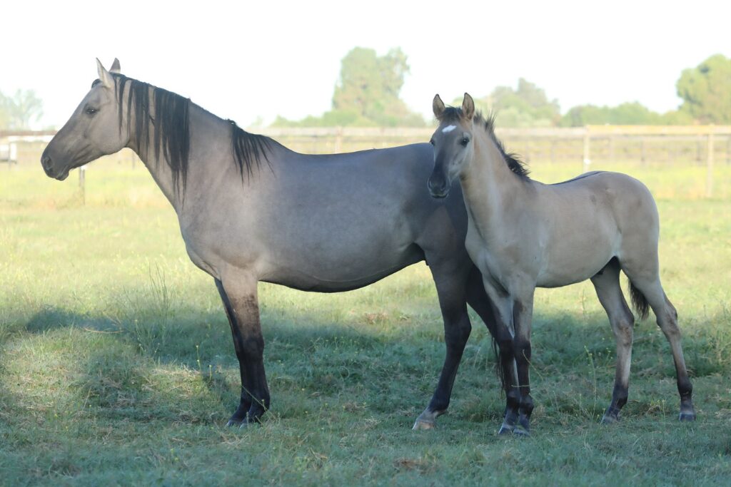 Grulla Kiger Mustang mare and foal standing in a grass pasture