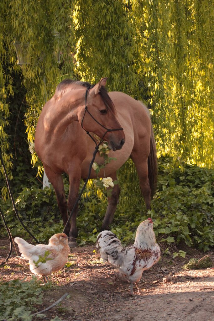 Very pregnant dun Kiger mare Sedona Creek with yellow flower standing in green ivy under a weeping willow, watching two chickens walk in front of her