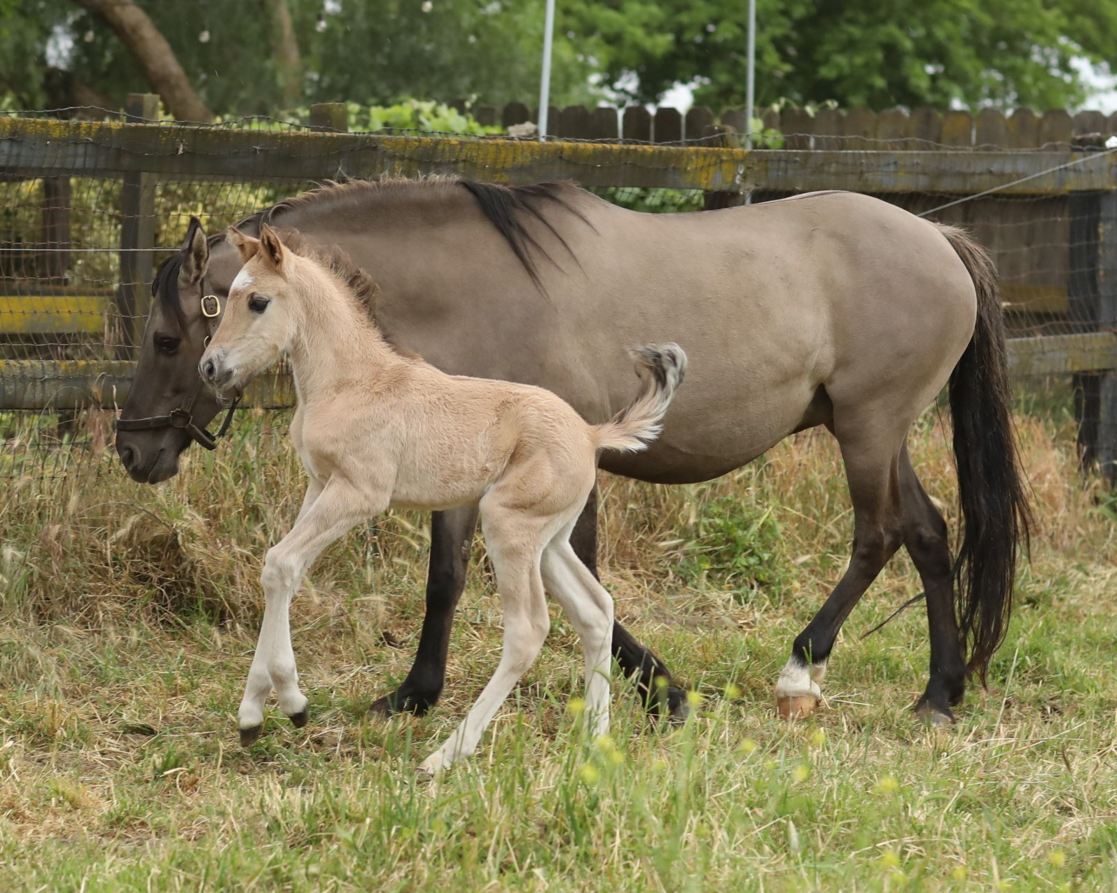 w12 kiger colt