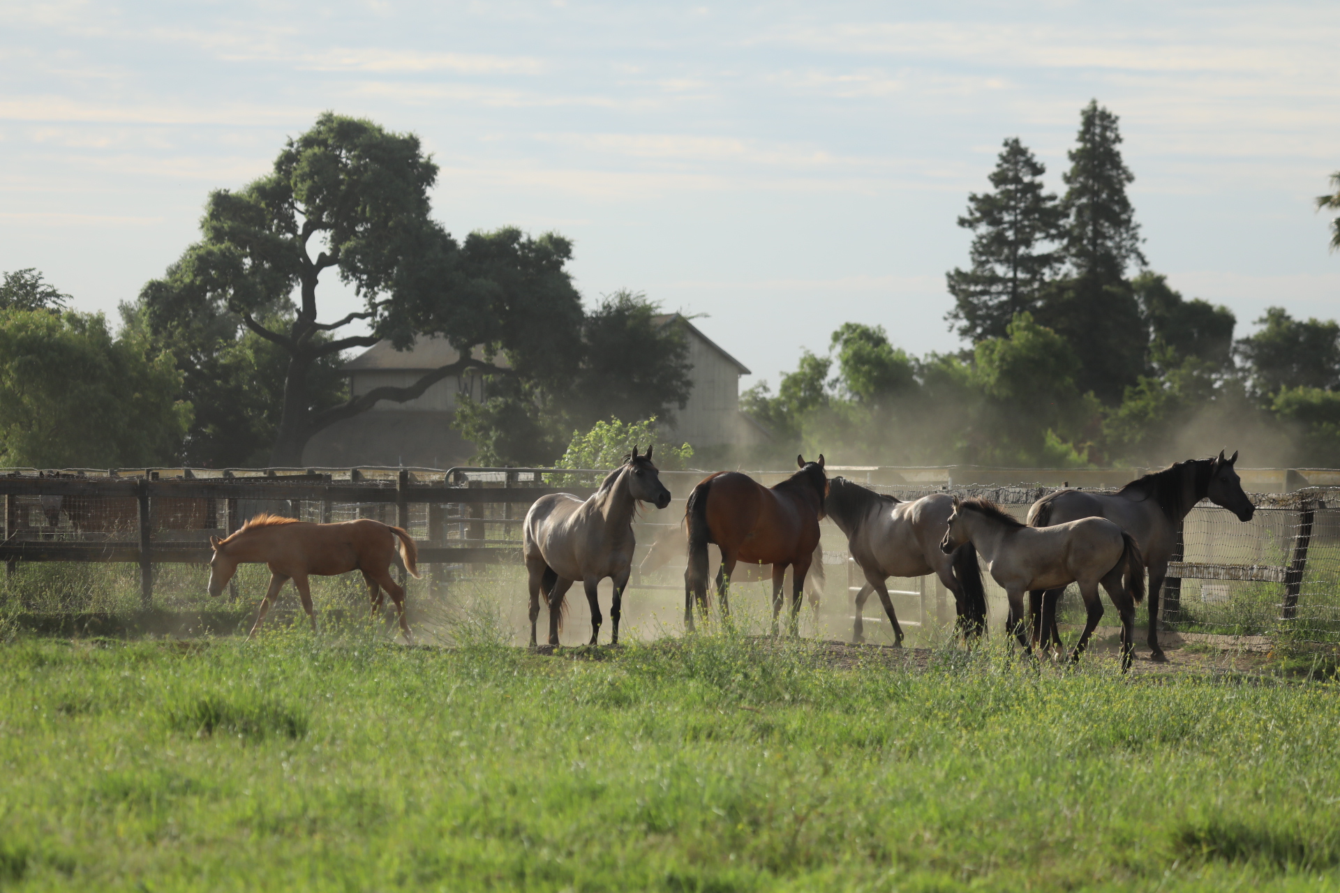 W12 kiger herd