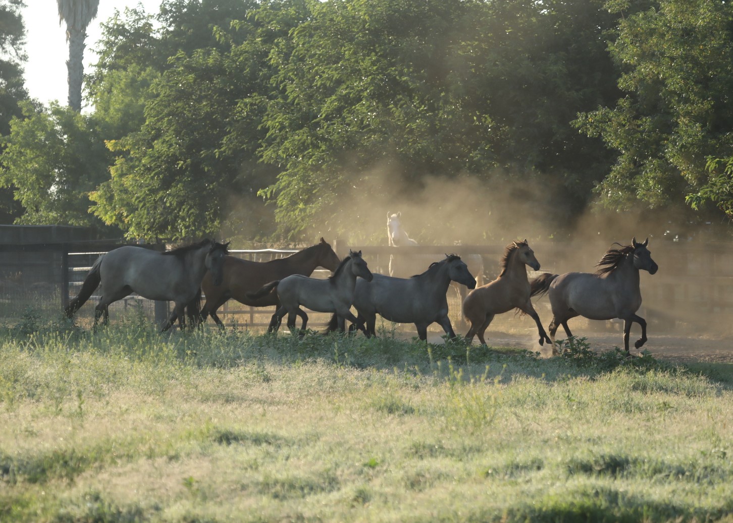 W12 kiger herd2