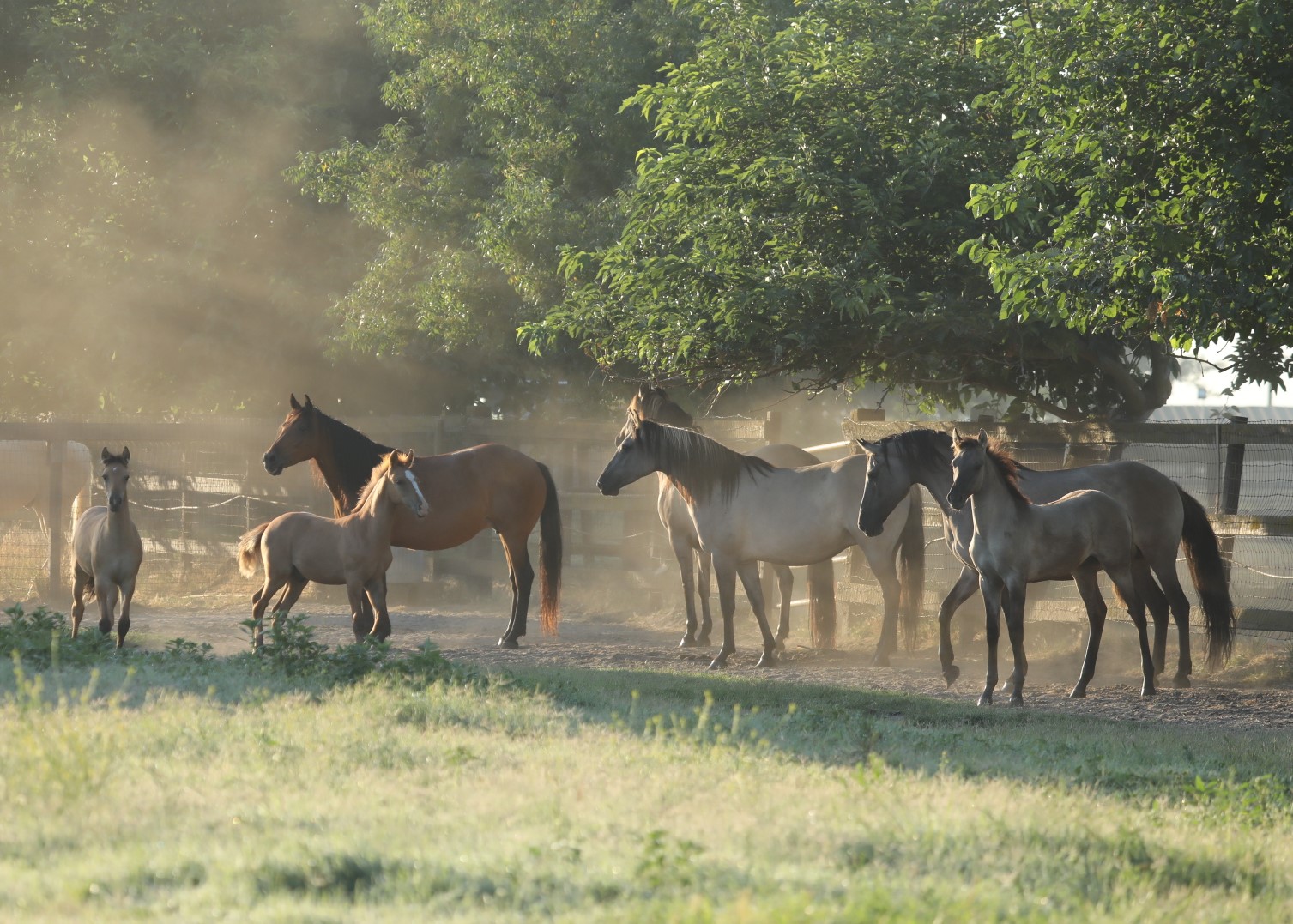 W12 kiger herd3