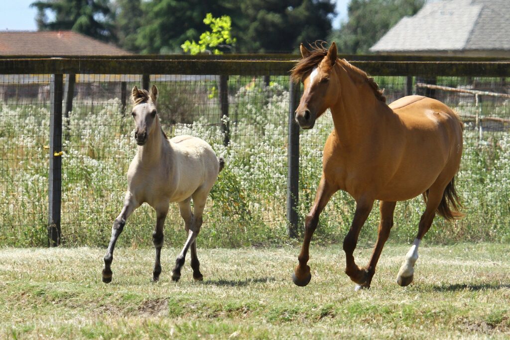 Calista and young Brioso