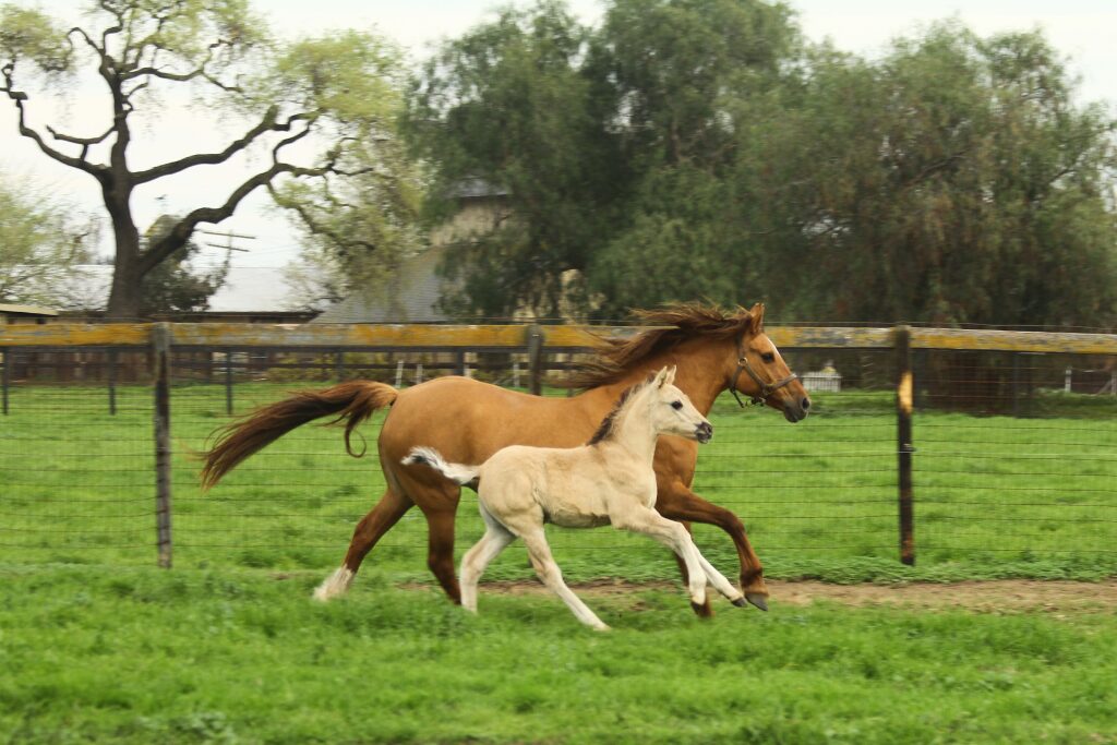 Calista and young Brioso