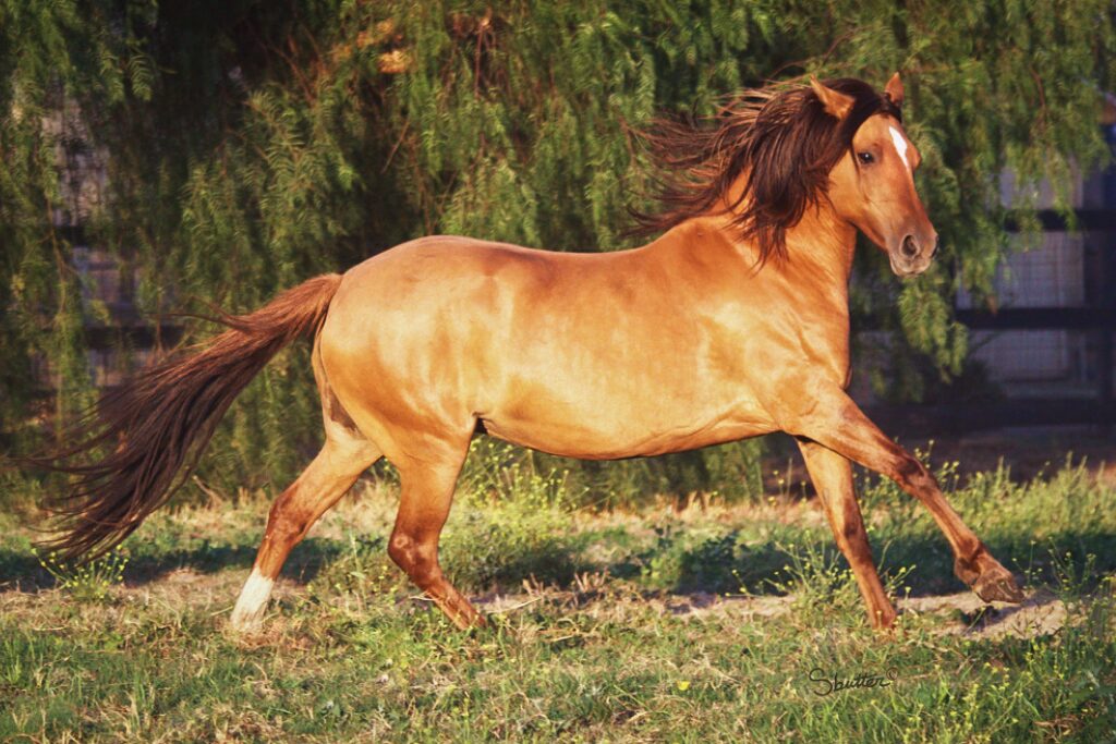 w12 Kiger calista canter