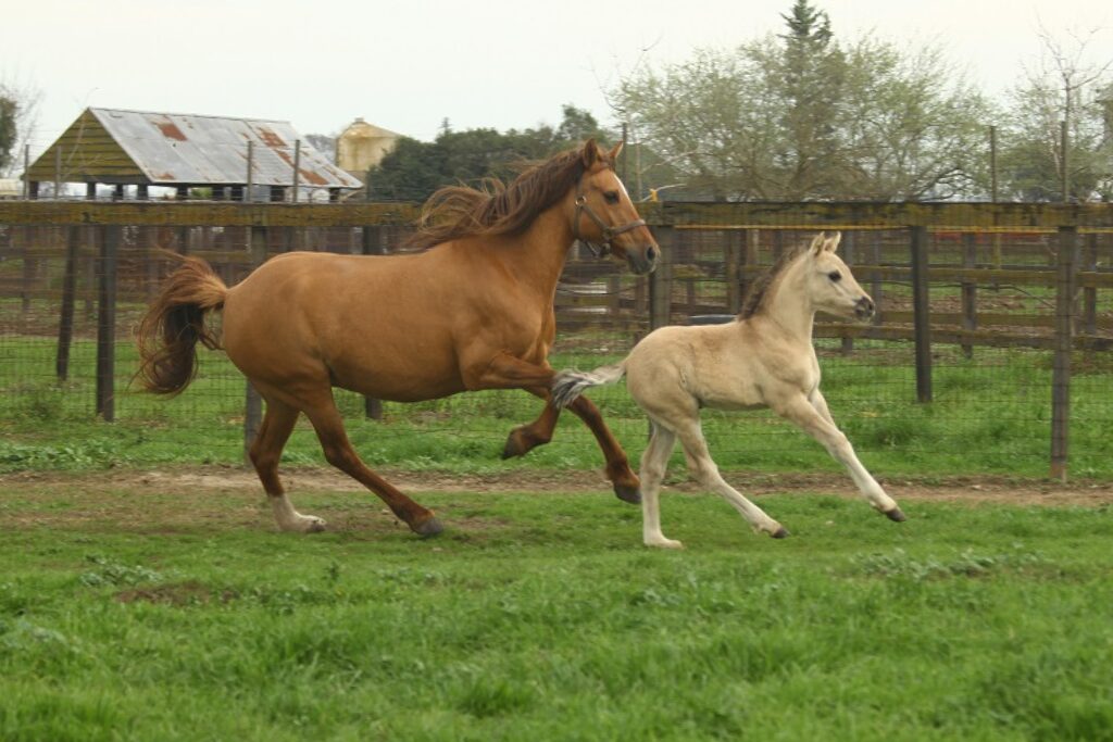 Calista and young Brioso