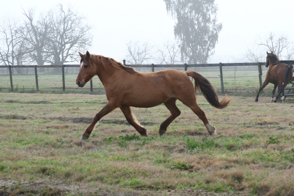 w12 Kiger calista extended trot