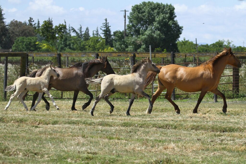 w12 Kiger calista herd