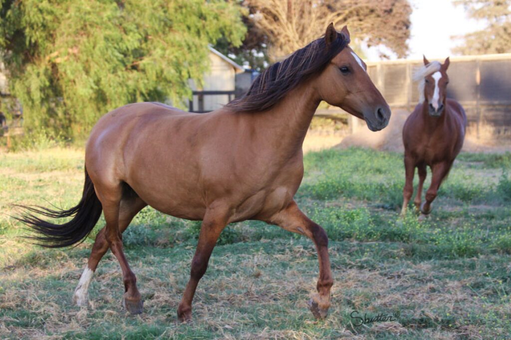 w12 Kiger calista trot