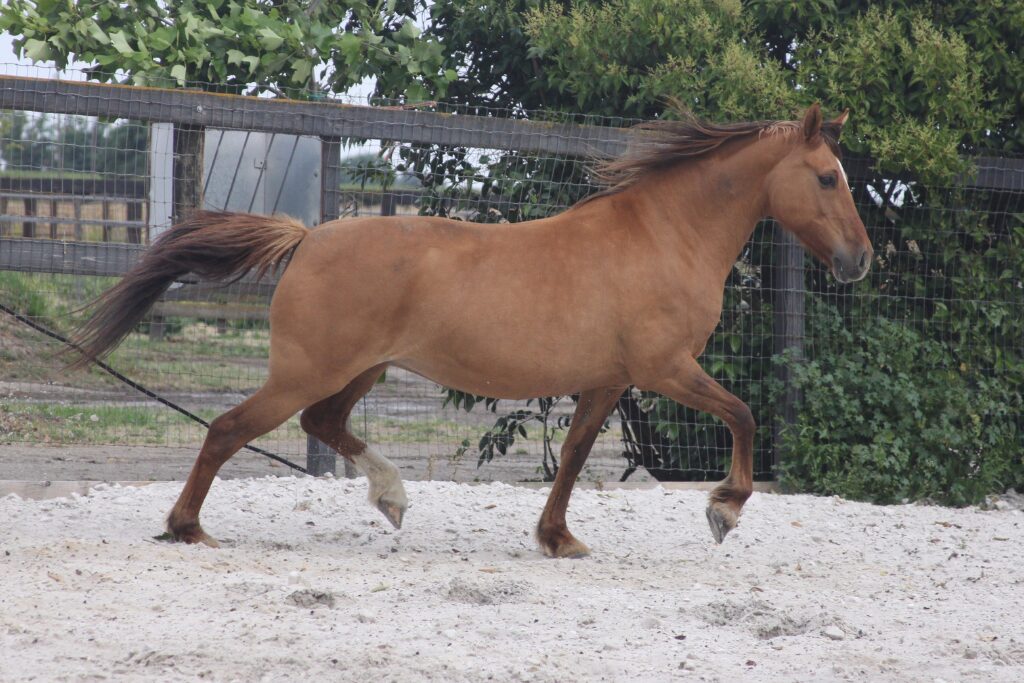 w12 Kiger calista trot2