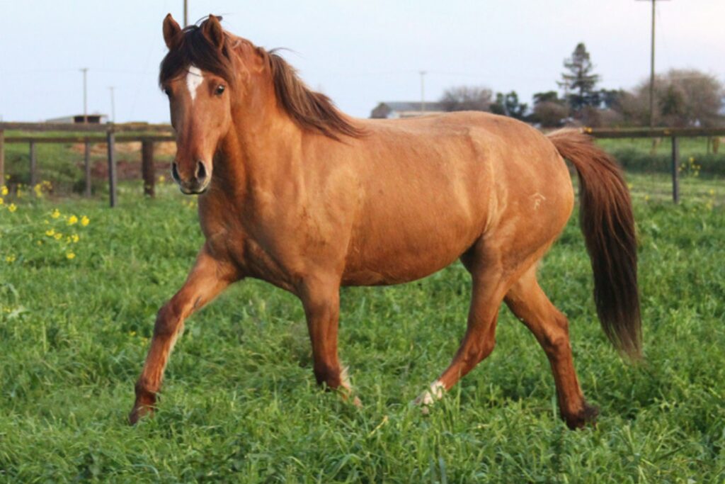 w12 Kiger calista trot3