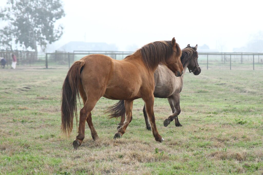 w12 Kiger calista trot5