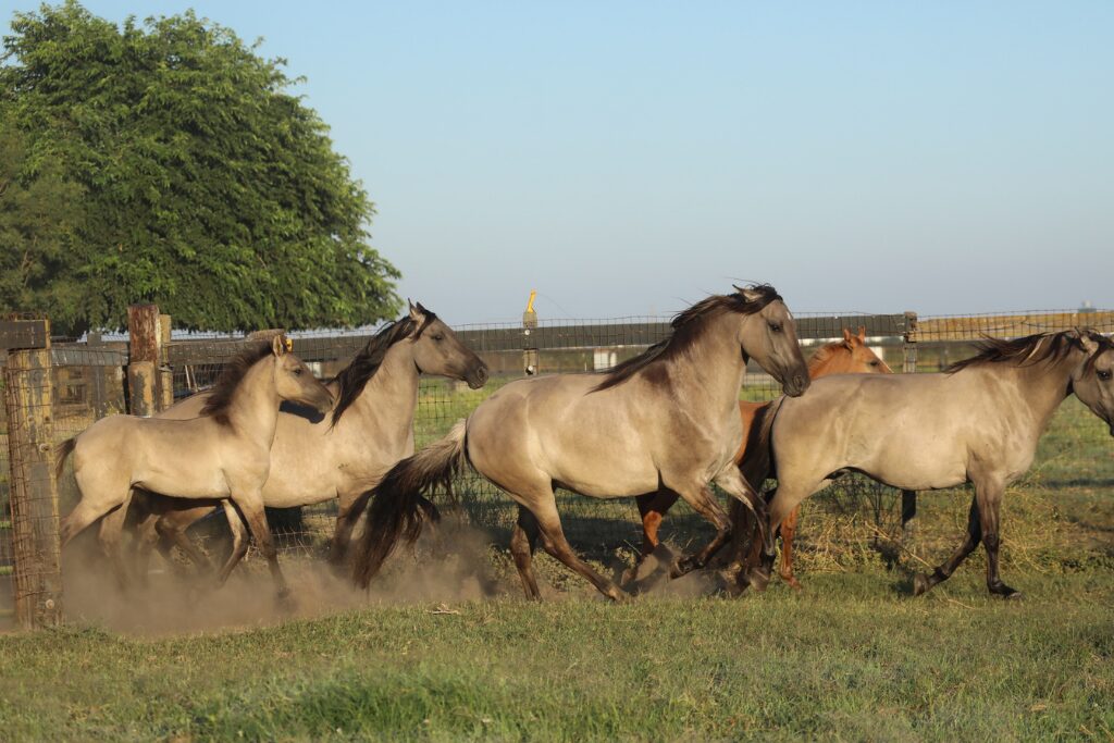 w12 Kiger foals (1)