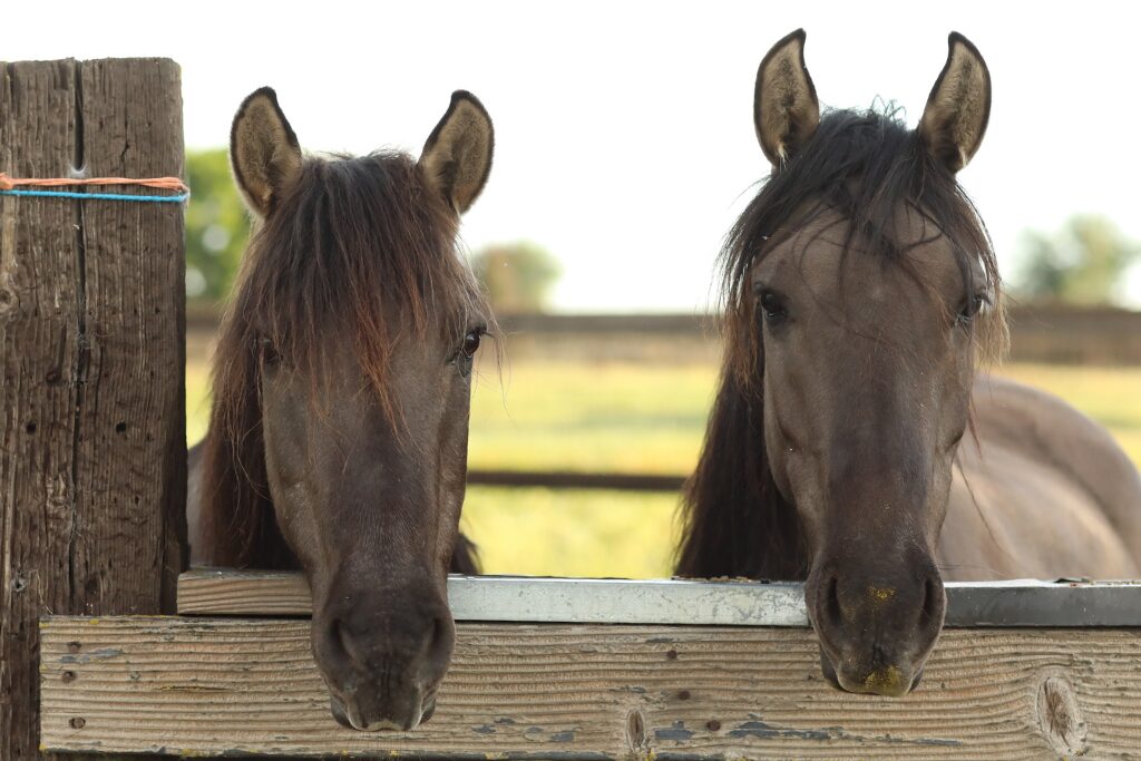 Sky and Zulu facial comparison