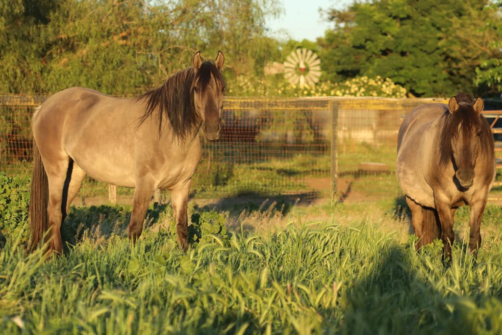 Zulu and Sky