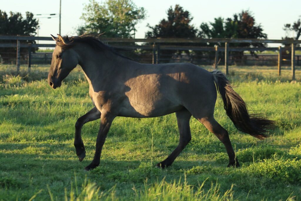 w12 Kiger zulu canter