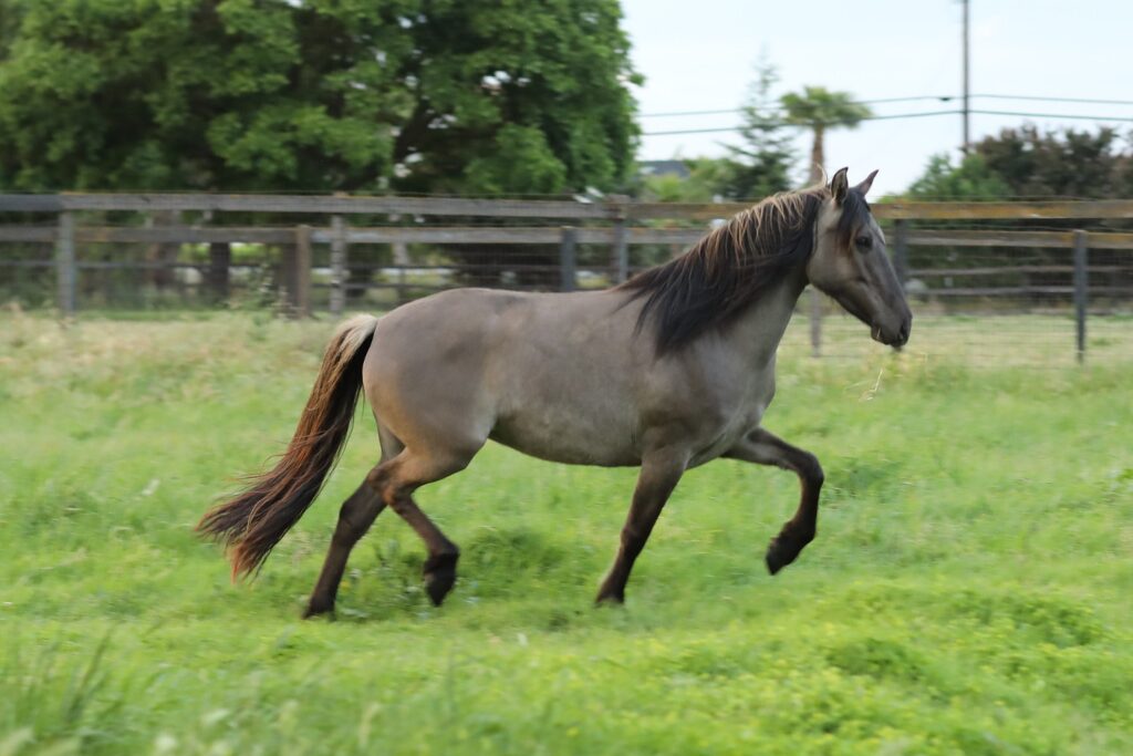 w12 Kiger zulu trot