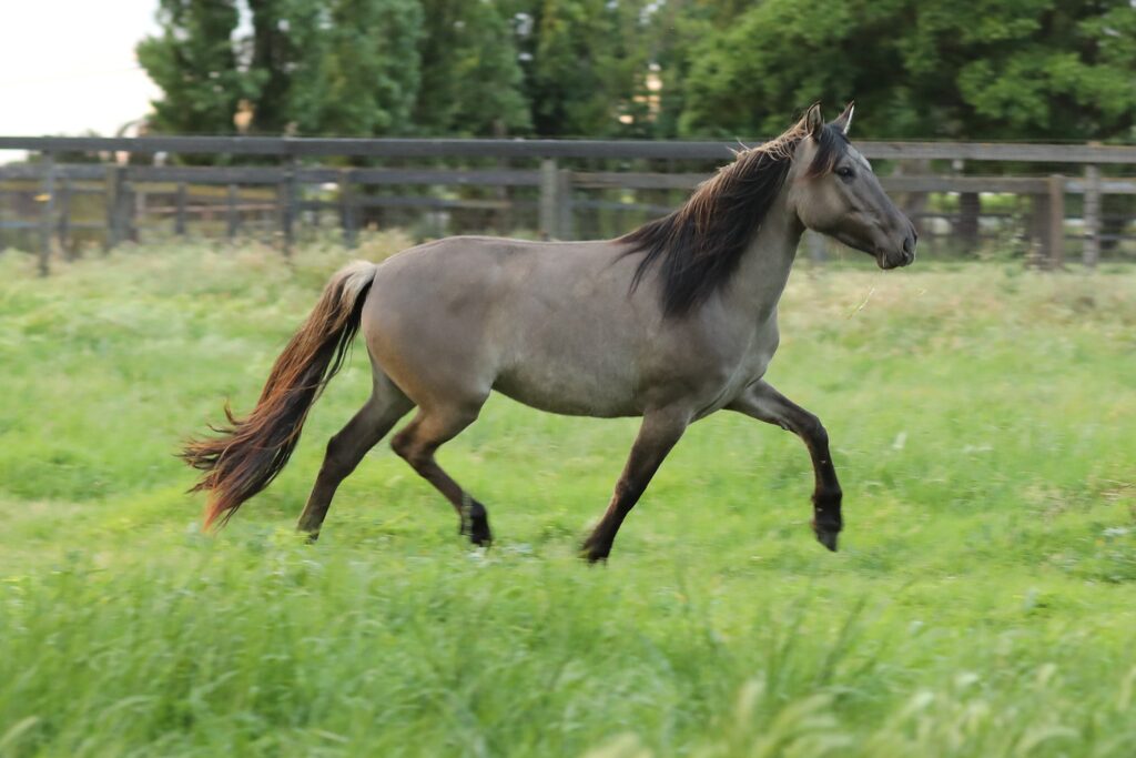w12 Kiger zulu trot1