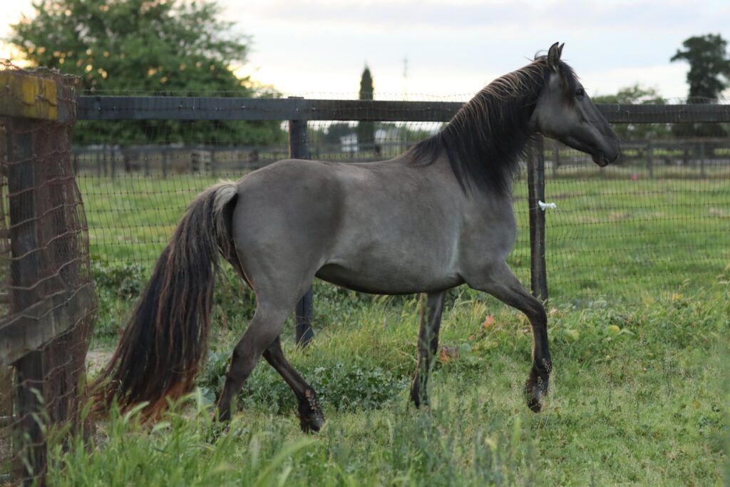 w12 Kiger zulu trot2