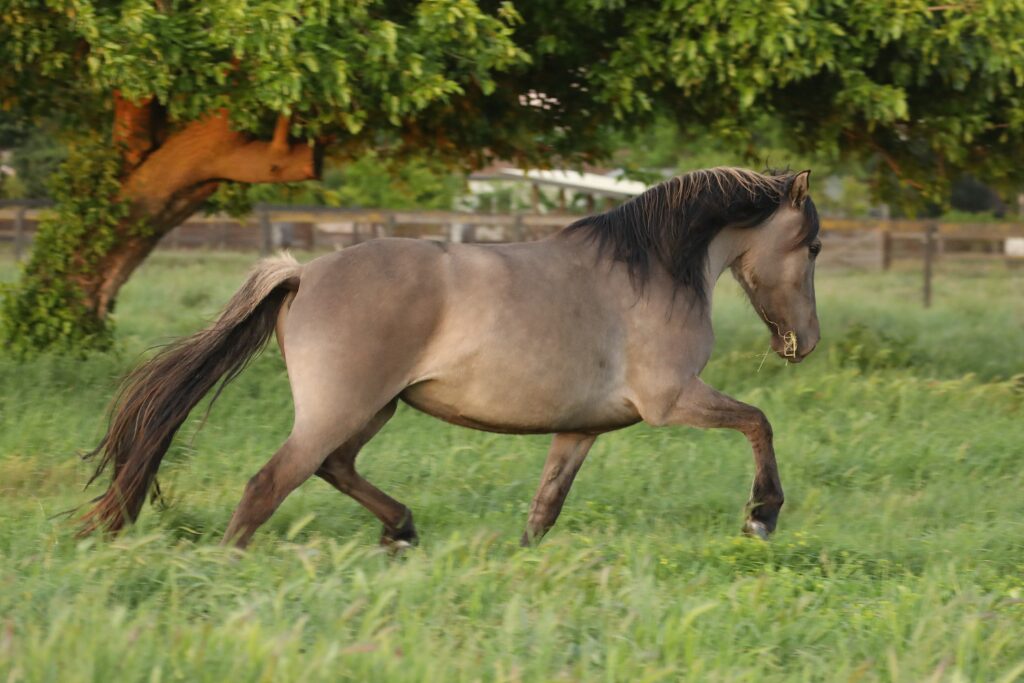 w12 Kiger zulu trot3