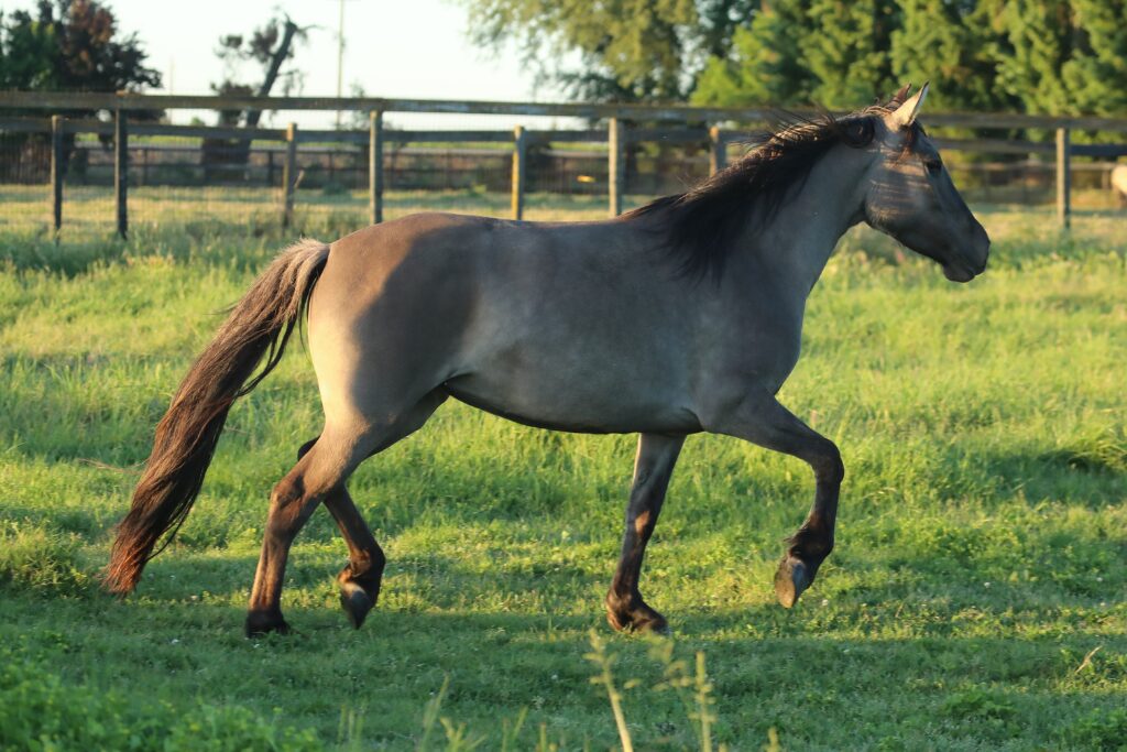 w12 Kiger zulu trot4