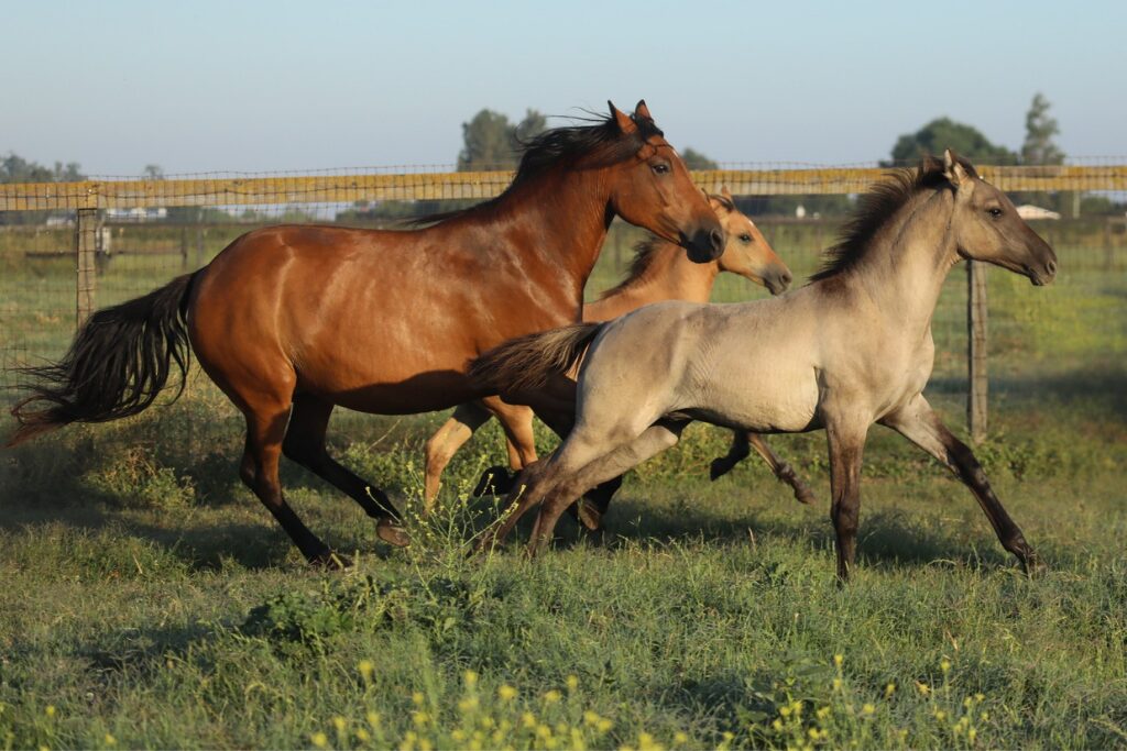 w12Kigers-foals1 (1)